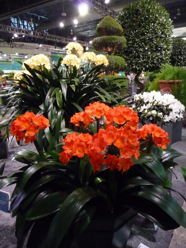 Photo of Clivias (Clivia) uploaded by gardengus