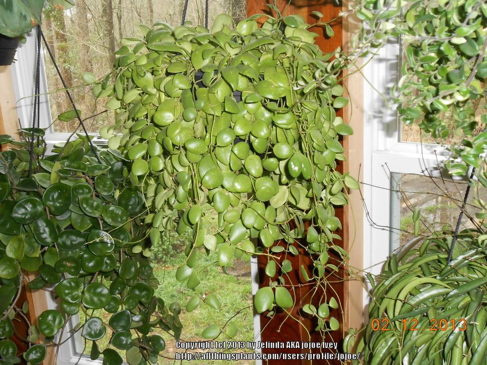 Photo of Wax Plant (Hoya brevialata) uploaded by jojoe