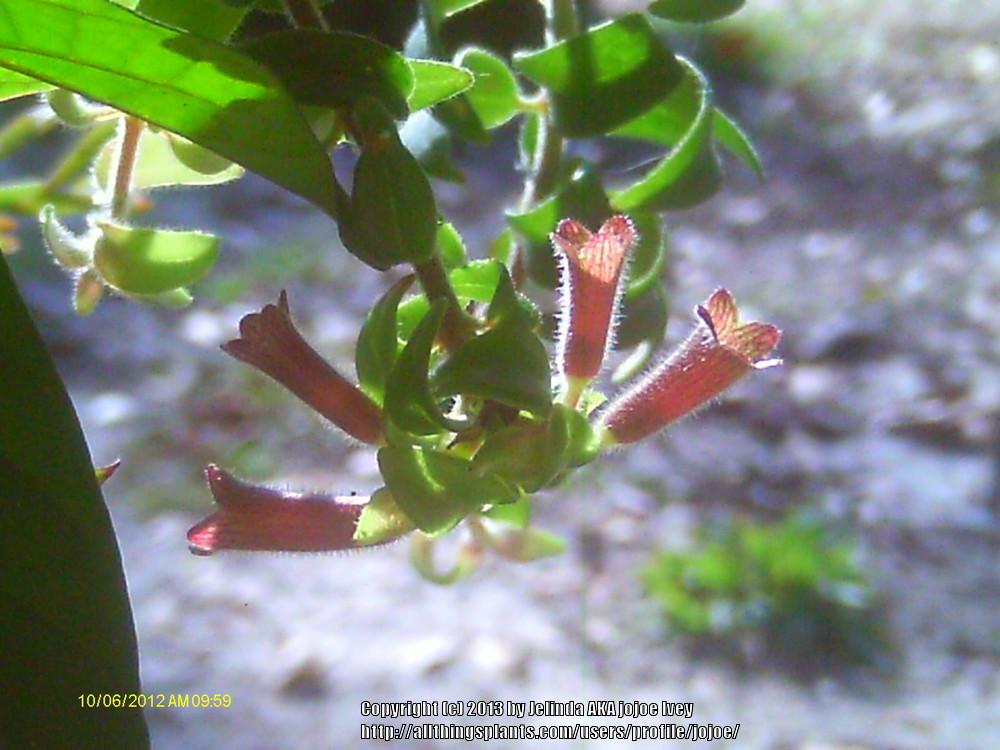Photo of Lipstick Plant (Aeschynanthus 'Rasta') uploaded by jojoe
