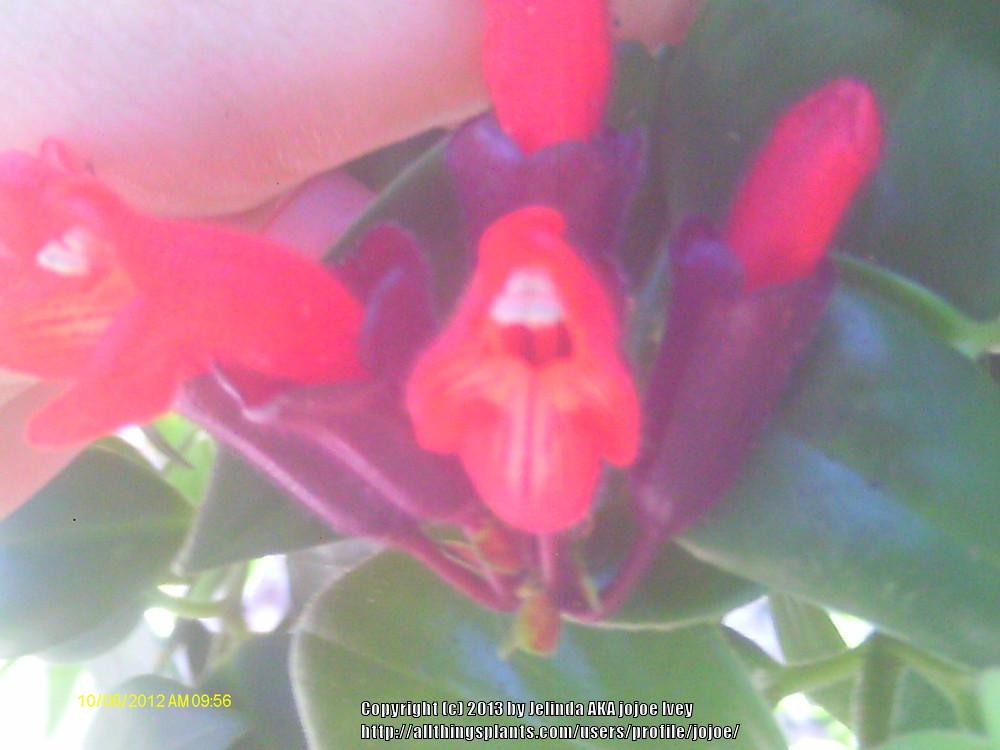 Photo of Lipstick Plant (Aeschynanthus radicans 'Mona Lisa') uploaded by jojoe