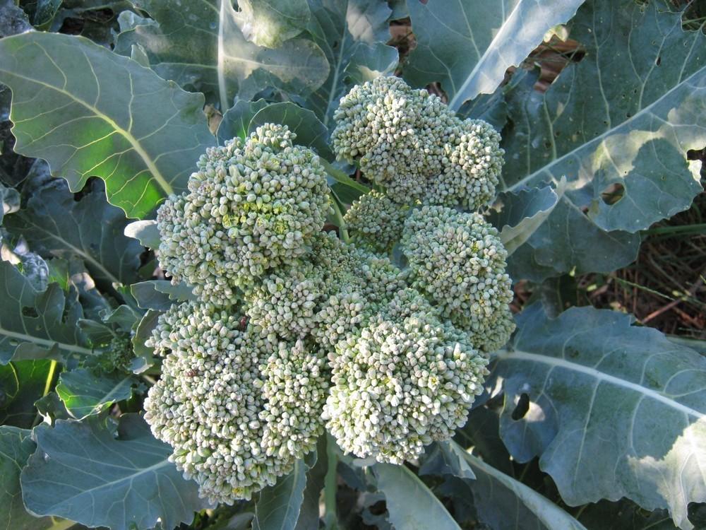 Photo of Broccoli (Brassica oleracea 'Waltham') uploaded by vic
