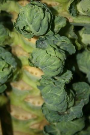 Photo of Brussels Sprouts (Brassica oleracea var. gemmifera 'Long Island Improved') uploaded by vic