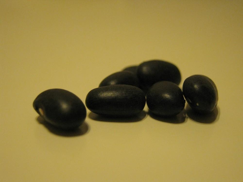 Photo of Dry Bean (Phaseolus vulgaris 'Black Turtle Soup') uploaded by vic