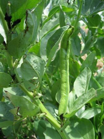 Photo of Fava Bean (Vicia faba 'Broad Windsor') uploaded by vic