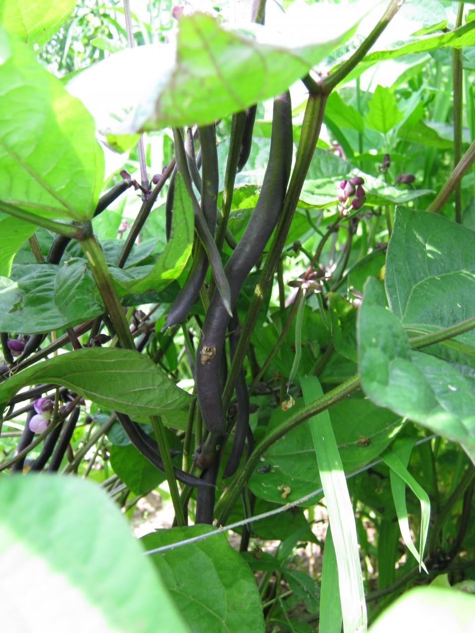 Photo of Bush Bean (Phaseolus vulgaris 'Royal Burgundy') uploaded by vic