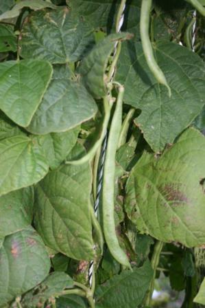 Photo of Pole Bean (Phaseolus vulgaris 'Kentucky Wonder') uploaded by vic