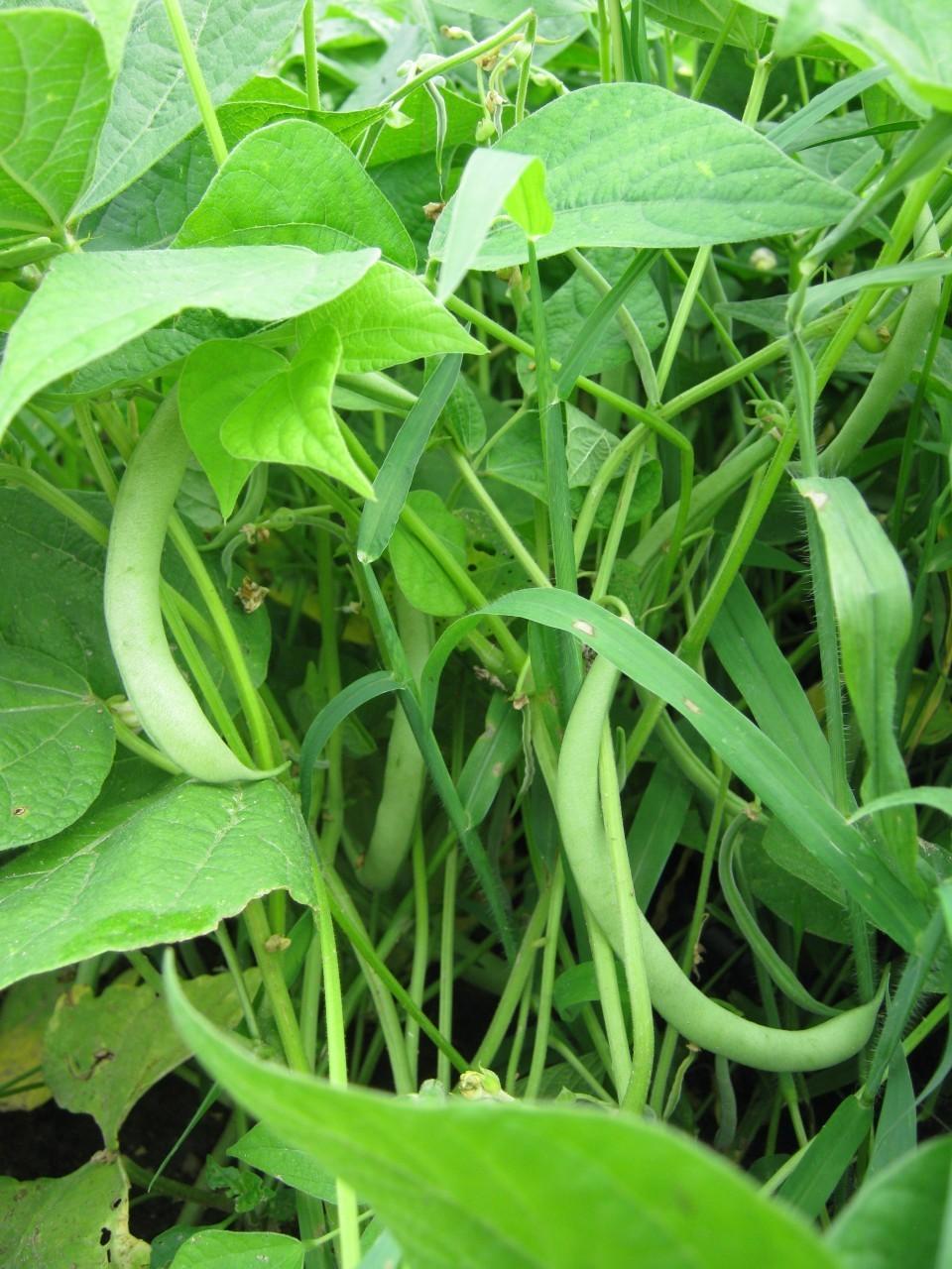 Photo of Common Bean (Phaseolus vulgaris 'Contender') uploaded by vic