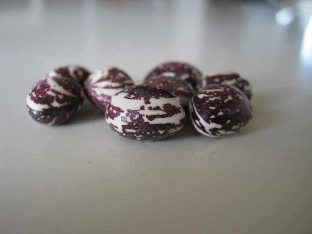 Photo of Dry Bean (Phaseolus vulgaris 'Good Mother Stallard') uploaded by vic