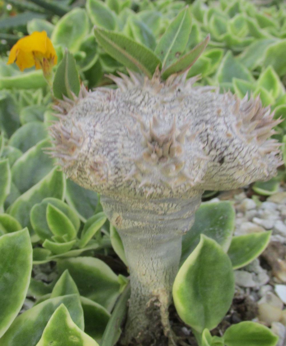 Photo of Pachypodium (Pachypodium eburneum) uploaded by Dutchlady1