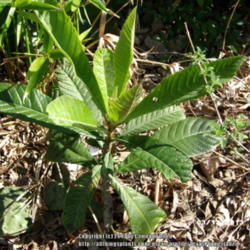 Location: Plano, TX
Date: 2013-03-13
2 year old seedling