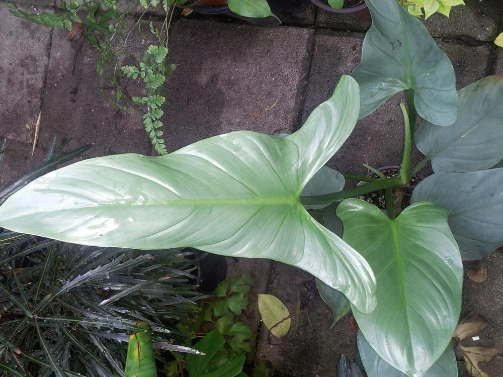 Photo of Spade-Leaf Philodendron (Philodendron hastatum) uploaded by pniksch