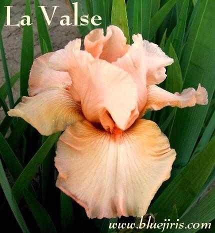 Photo of Tall Bearded Iris (Iris 'La Valse') uploaded by Calif_Sue