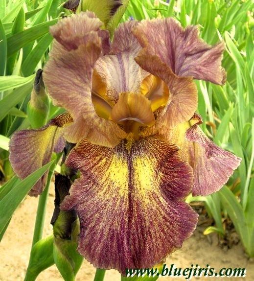 Photo of Tall Bearded Iris (Iris 'Labyrinth of Dots') uploaded by Calif_Sue