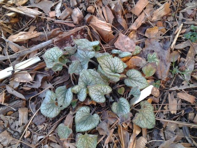 Photo of Silver Siberian bugloss (Brunnera macrophylla 'Jack Frost') uploaded by abhege
