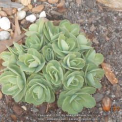 Location: Thomson,Ga.
Date: 2013-02-17
with our warm winters the upright sedum try to come up a little e