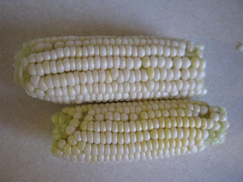 Photo of Sweet Corn (Zea mays subsp. mays 'Stowell's Evergreen') uploaded by vic