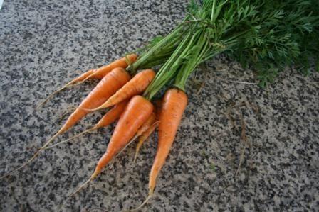 Photo of Carrot (Daucus carota var. sativus 'Scarlet Nantes') uploaded by vic