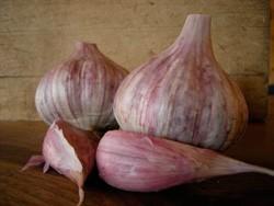 Photo of Garlic (Allium sativum 'Chesnok Red') uploaded by vic
