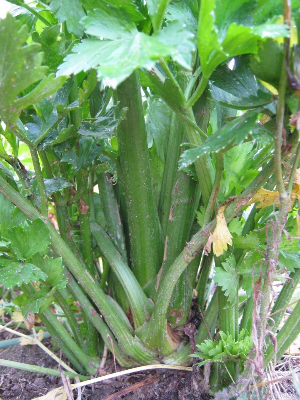 Photo of Celery (Apium graveolens var. dulce 'Tall Utah') uploaded by vic