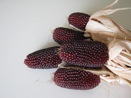 Photo of Popcorn (Zea mays subsp. mays 'Strawberry') uploaded by vic
