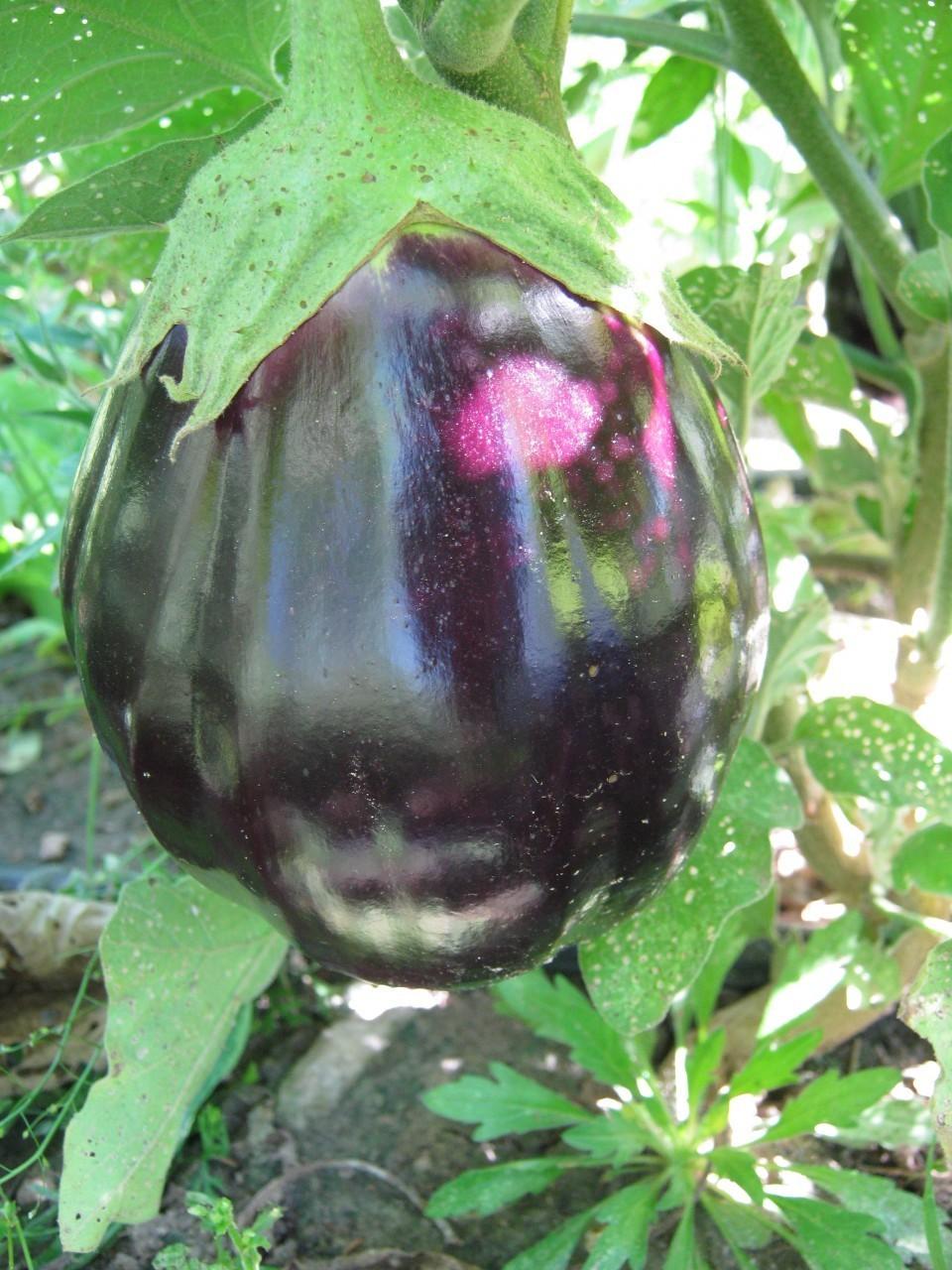 Photo of Eggplant (Solanum melongena 'Black Beauty') uploaded by vic