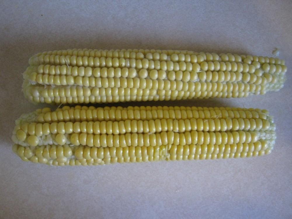 Photo of Sweet Corn (Zea mays subsp. mays 'Golden Bantam') uploaded by vic