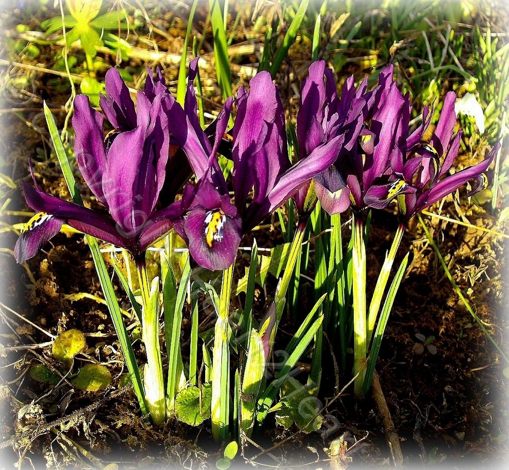 Photo of Reticulated Iris (Iris reticulata 'J. S. Dijt') uploaded by Heart2Heart