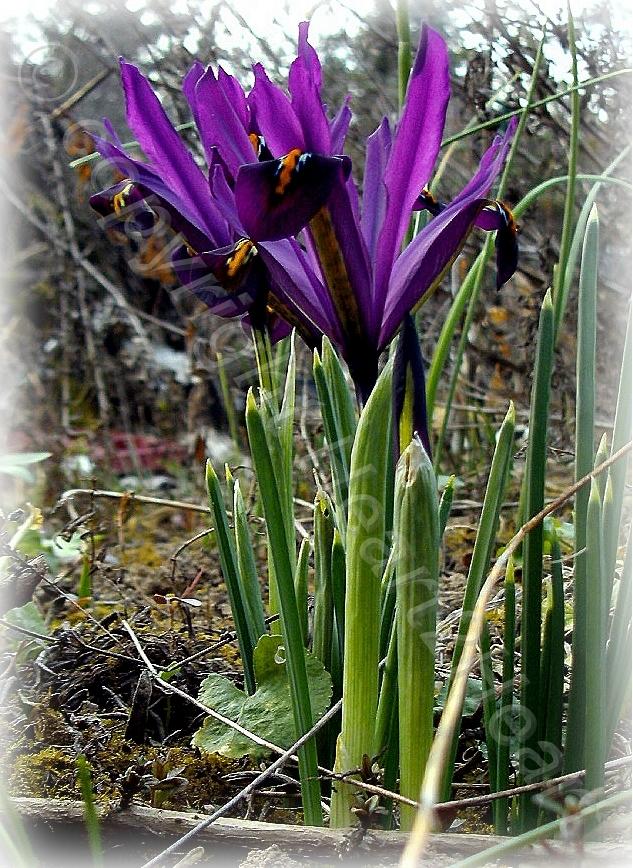 Photo of Reticulated Iris (Iris reticulata 'J. S. Dijt') uploaded by Heart2Heart