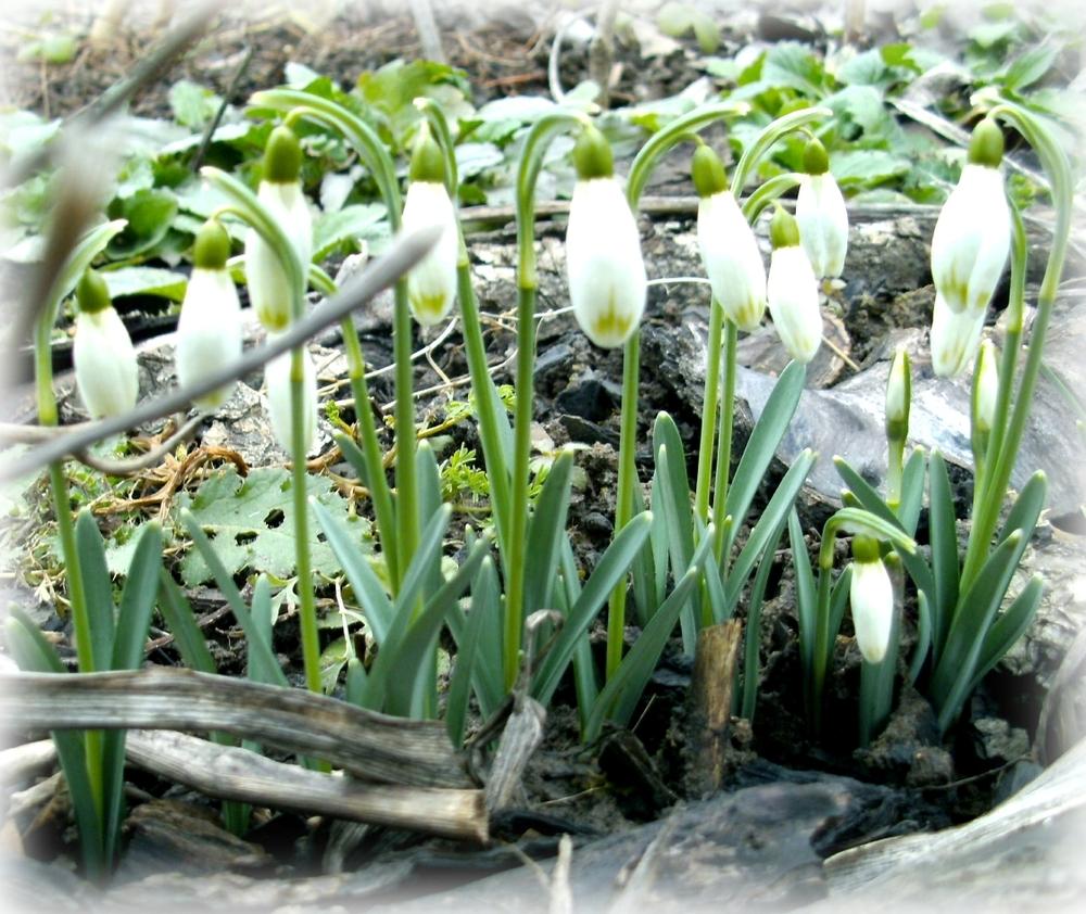 Photo of Snowdrops (Galanthus) uploaded by Heart2Heart