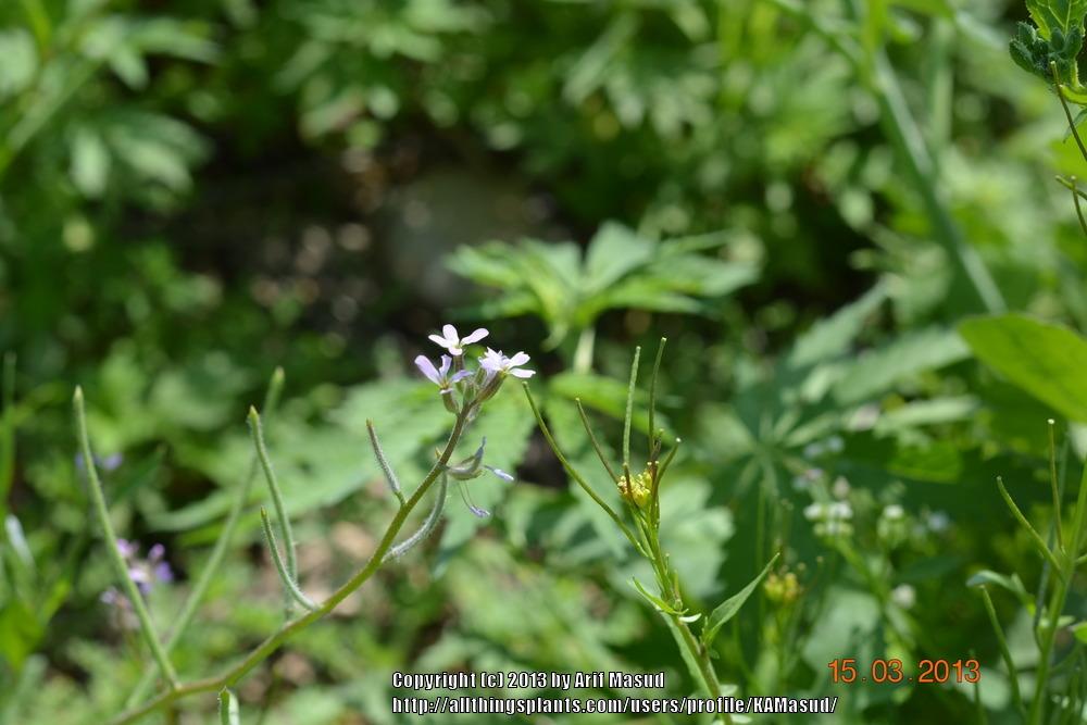 Photo of Arugula (Eruca vesicaria) uploaded by KAMasud