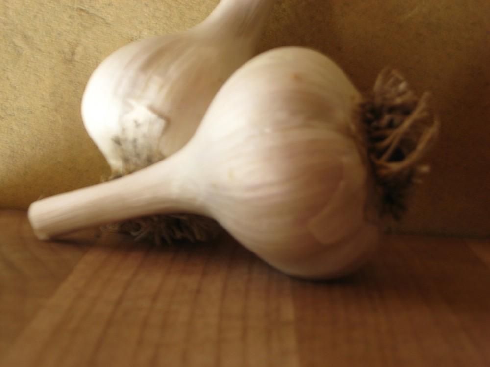Photo of Garlic (Allium sativum 'Music') uploaded by vic