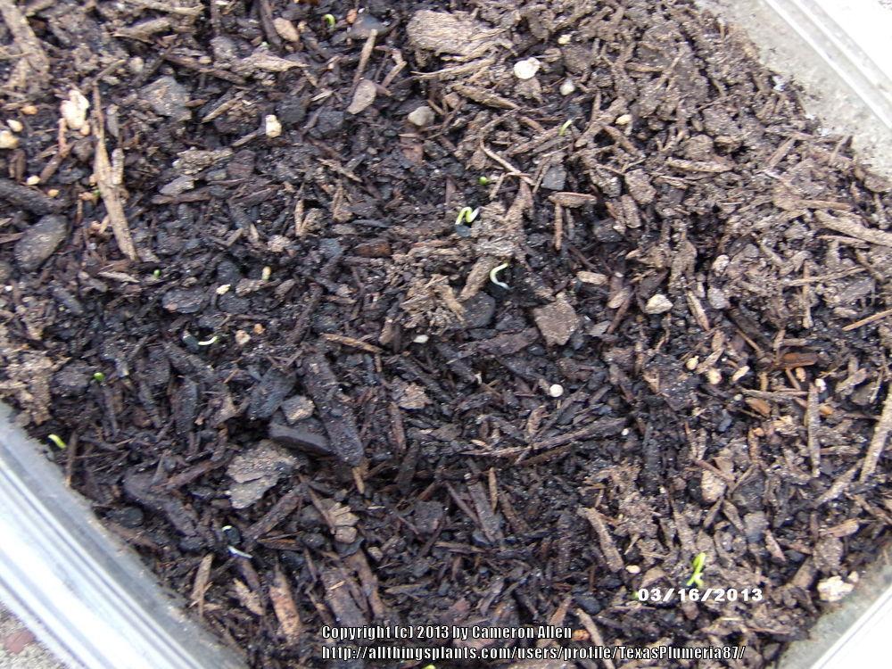 Photo of Garlic Chives (Allium tuberosum) uploaded by TexasPlumeria87