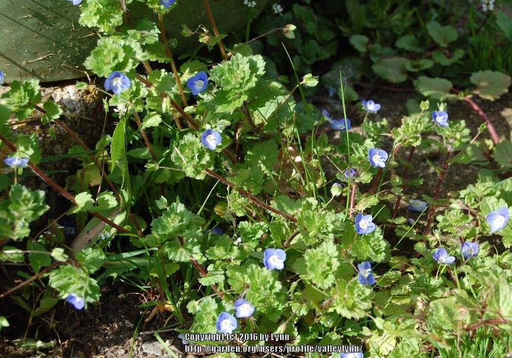 Photo of Persian Speedwell (Veronica persica) uploaded by valleylynn