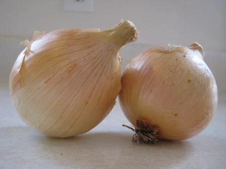 Photo of Heirloom Onion (Allium cepa 'Ailsa Craig Exhibition') uploaded by vic