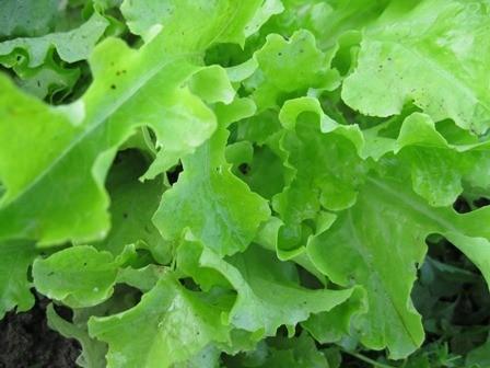 Photo of Loose-leaf Lettuce (Lactuca sativa 'Salad Bowl') uploaded by vic