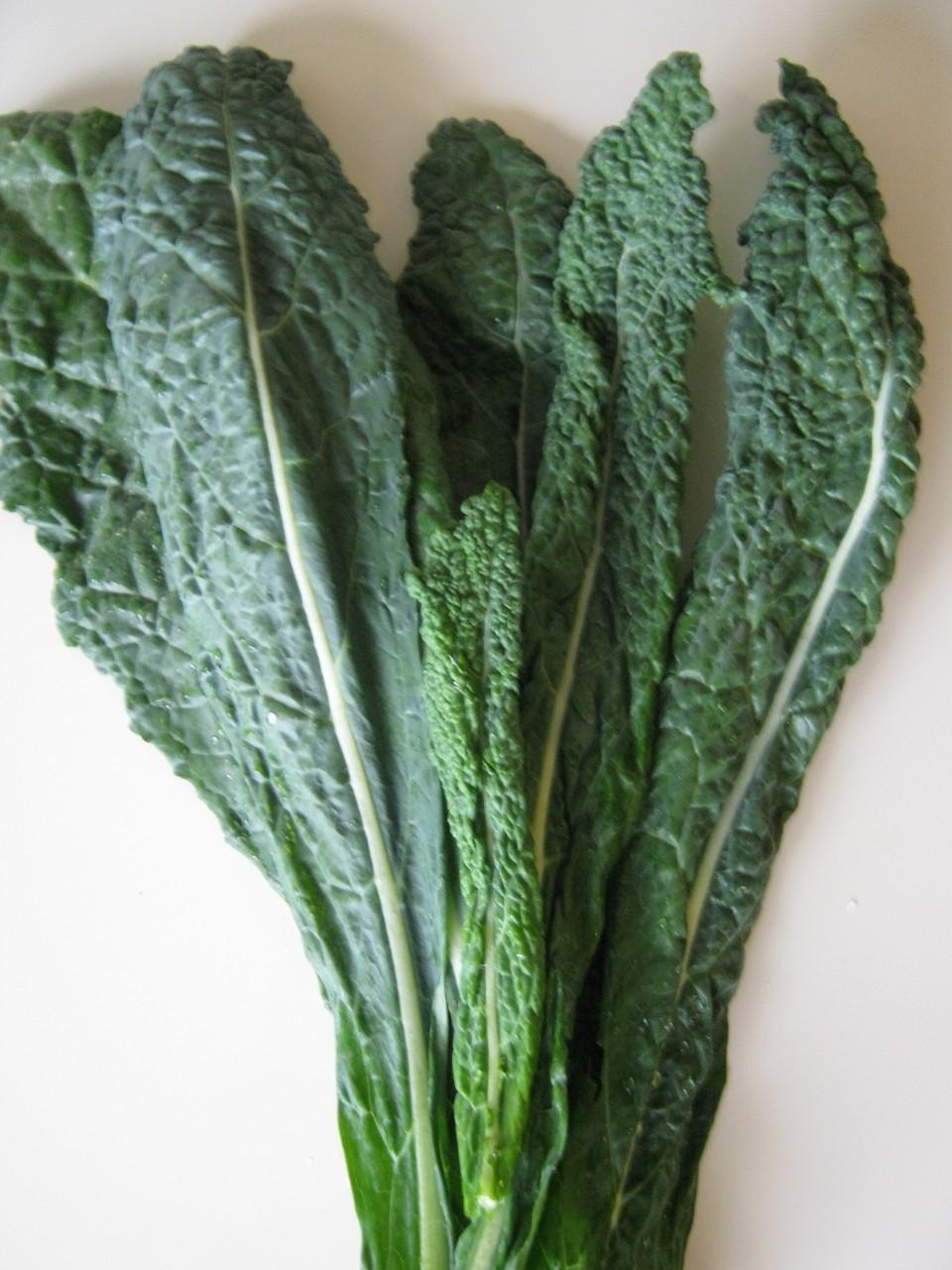 Photo of Kale (Brassica oleracea 'Lacinato') uploaded by vic