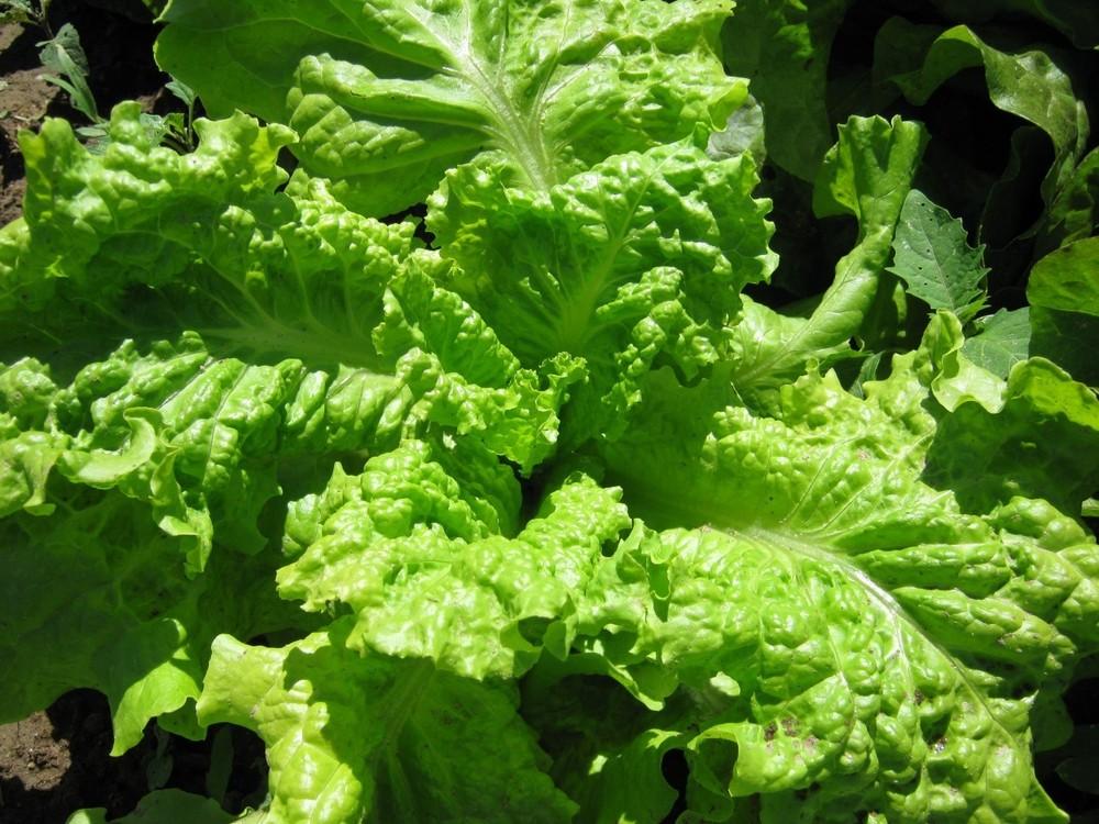 Photo of Lettuce (Lactuca sativa 'Black-Seeded Simpson') uploaded by vic