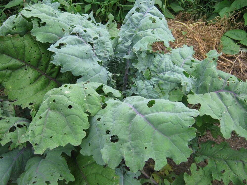 Photo of Siberian Kale (Brassica napus 'Red Russian') uploaded by vic