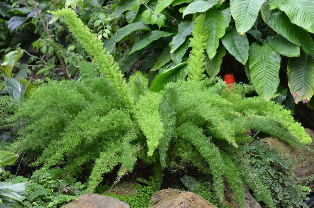 Photo of Foxtail Fern (Asparagus densiflorus) uploaded by Anne