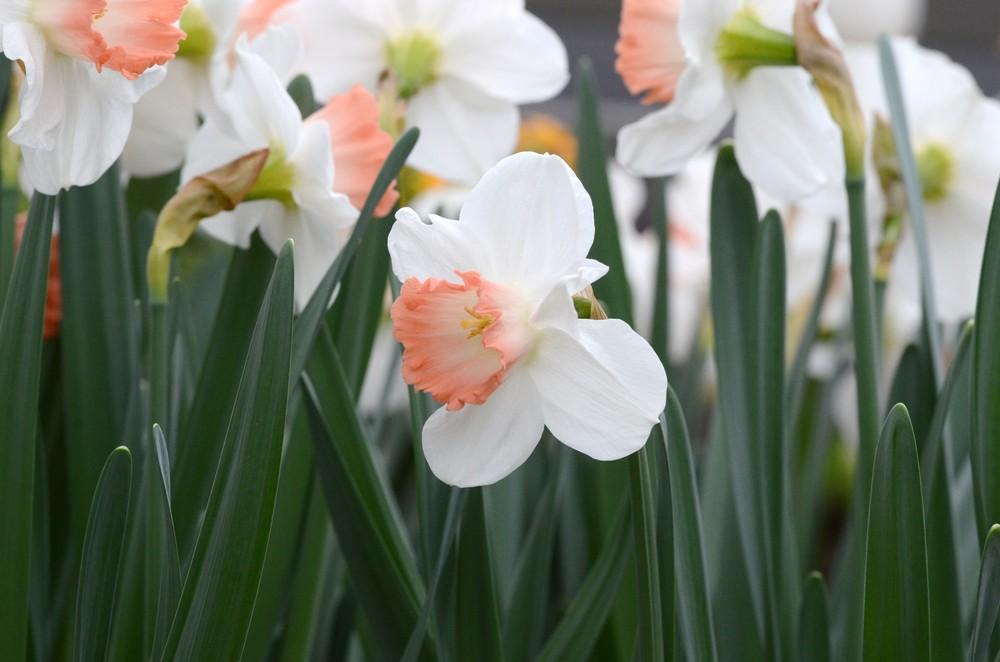 Photo of Large-Cupped Daffodil (Narcissus 'Pink Charm') uploaded by Anne