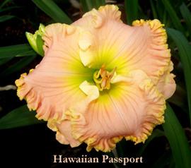Photo of Daylily (Hemerocallis 'Hawaiian Passport') uploaded by Calif_Sue