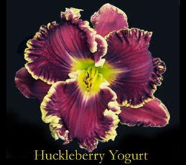 Photo of Daylily (Hemerocallis 'Huckleberry Yogurt') uploaded by Calif_Sue