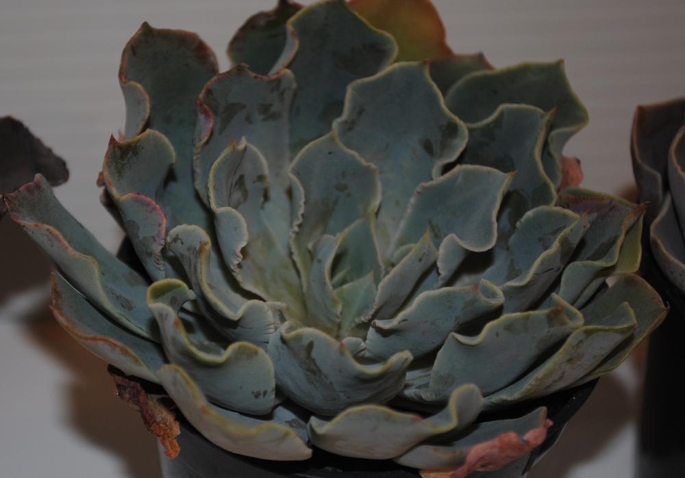 Photo of Echeveria 'Blue Frills' uploaded by Moonhowl