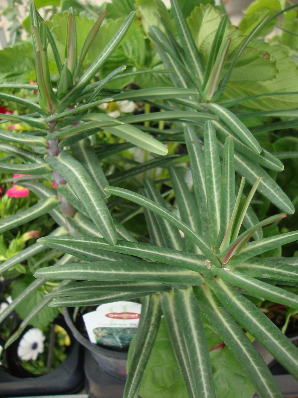 Photo of Gopher Spurge (Euphorbia lathyris) uploaded by Paul2032