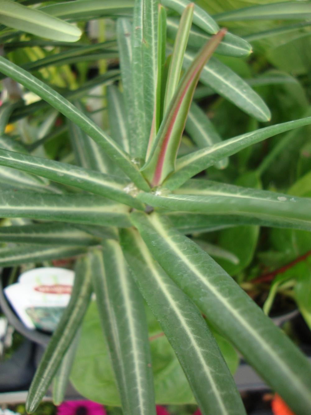 Photo of Gopher Spurge (Euphorbia lathyris) uploaded by Paul2032