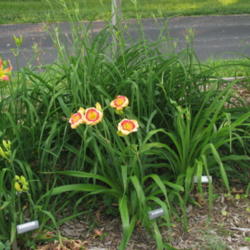 Location: Elberfeld, Indiana
Date: 2011-06-10
Background plant H. Parfait at 48\" tall and not yet in bloom, dw