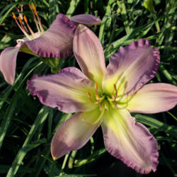 Location: Taken in Jamie Gossard's garden - ID'd by its hybridizer. 
Date: 2012-07-16