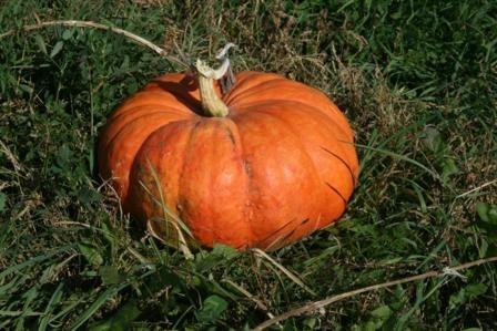 Photo of Pumpkin (Cucurbita maxima 'Rouge Vif d'Etampes') uploaded by vic