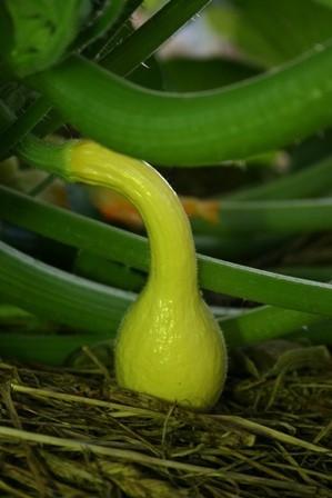Photo of Summer Squash-Crookneck (Cucurbita pepo 'Summer Yellow Crookneck') uploaded by vic