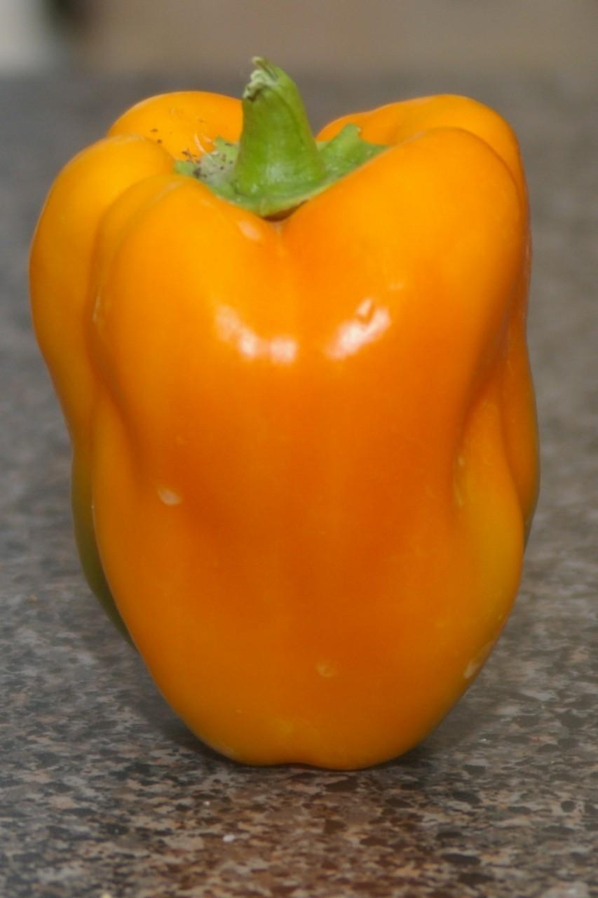 Photo of Bell Pepper (Capsicum annuum 'Orange Bell') uploaded by vic